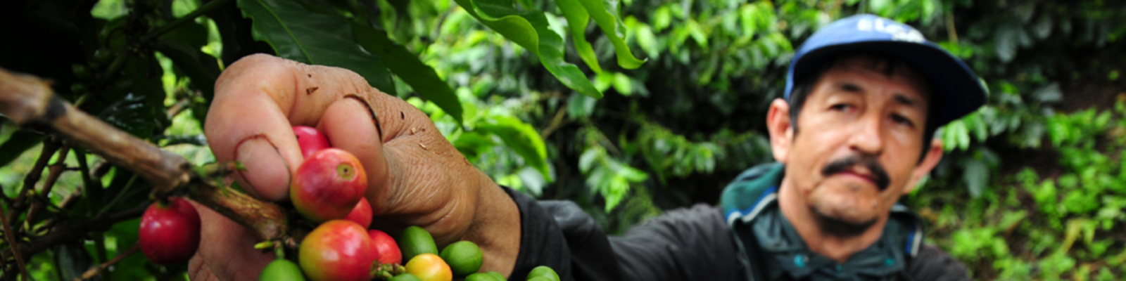  A coffee farmer picks fresh coffee cherrries in Colombia's coffee producing zone