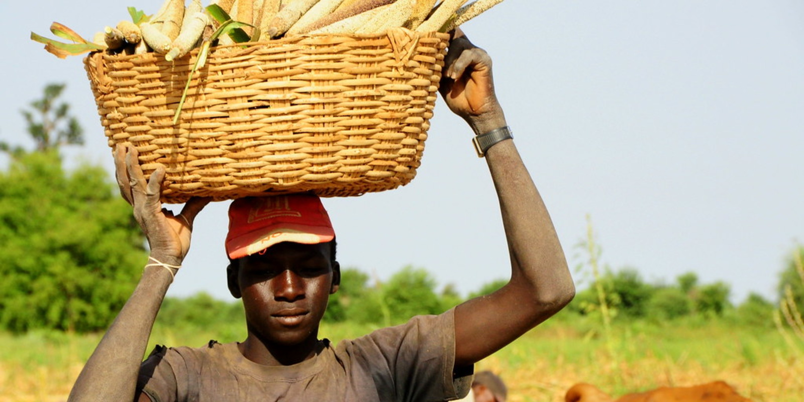Farmer carrying crops from the field. Picture from the village of Bouwéré in Mali